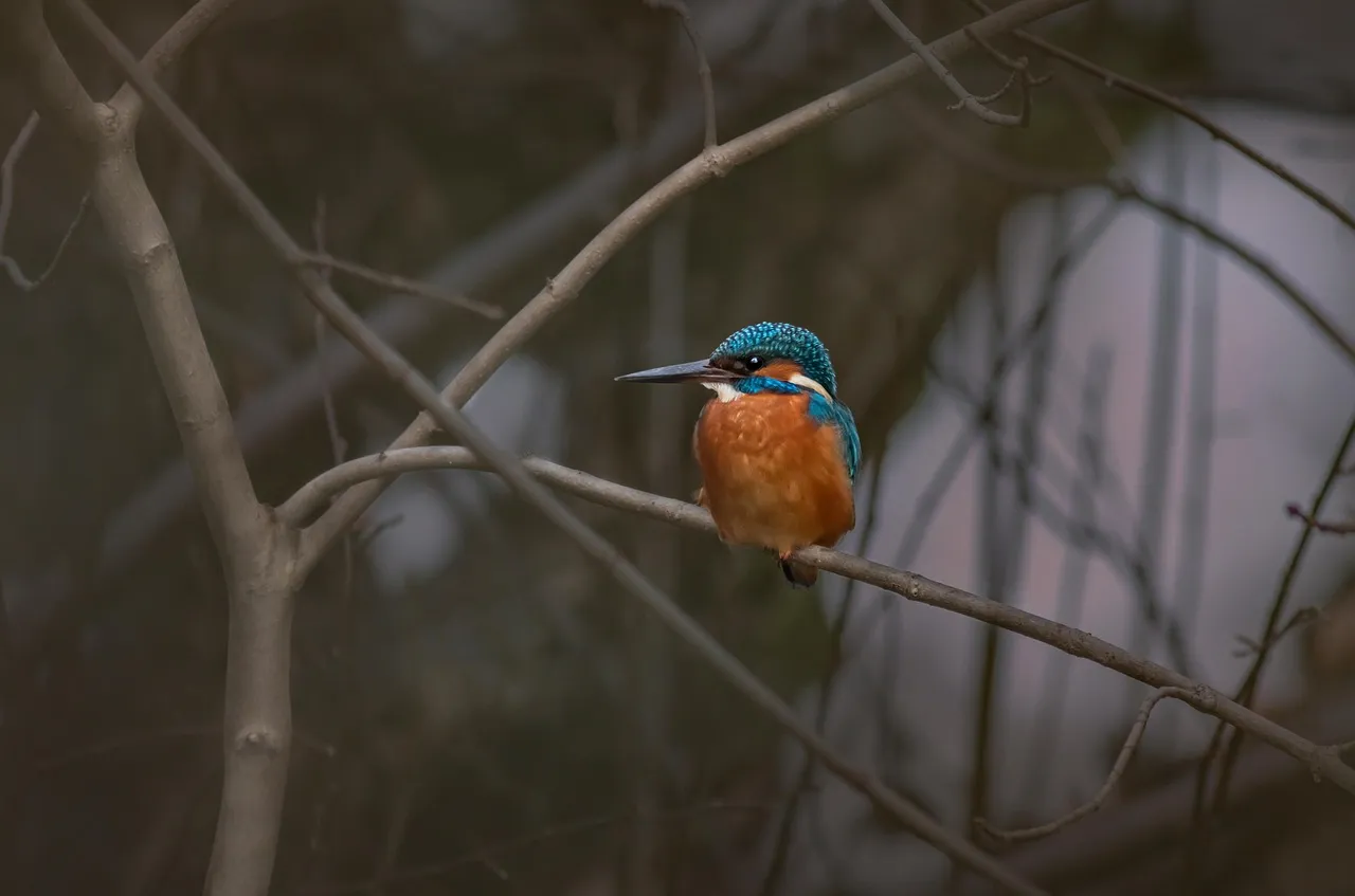 Beach Bag - Sacred Kingfisher by Peta Harvey