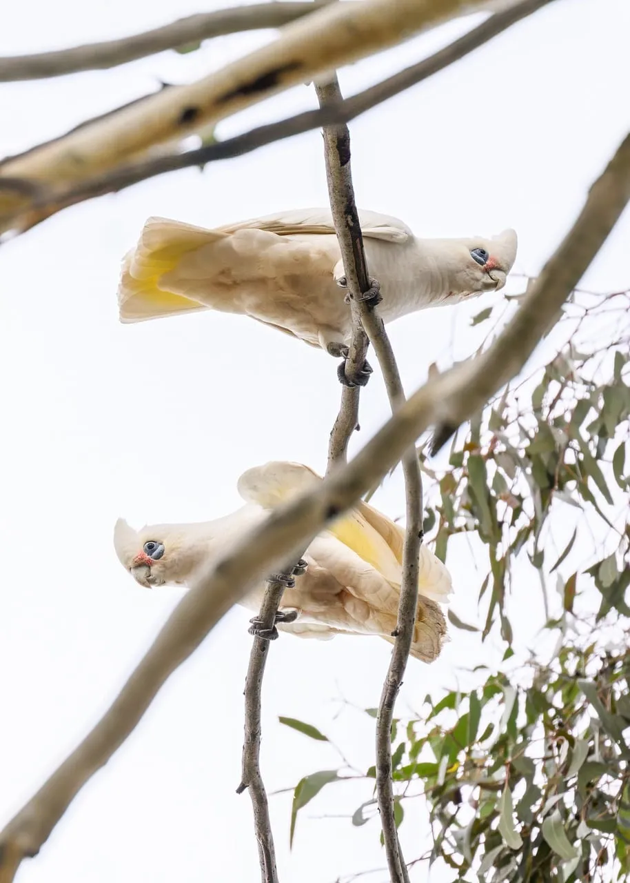 Beach Bag - Cockatoo by Sam Pennisi