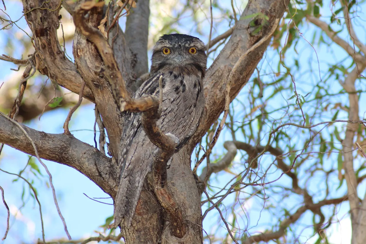 Beach Bag - Tawny Frogmouth by Peta Harvey