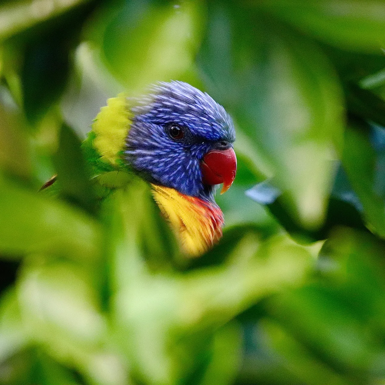 Beach Bag - Lorikeets by Gail Higgins