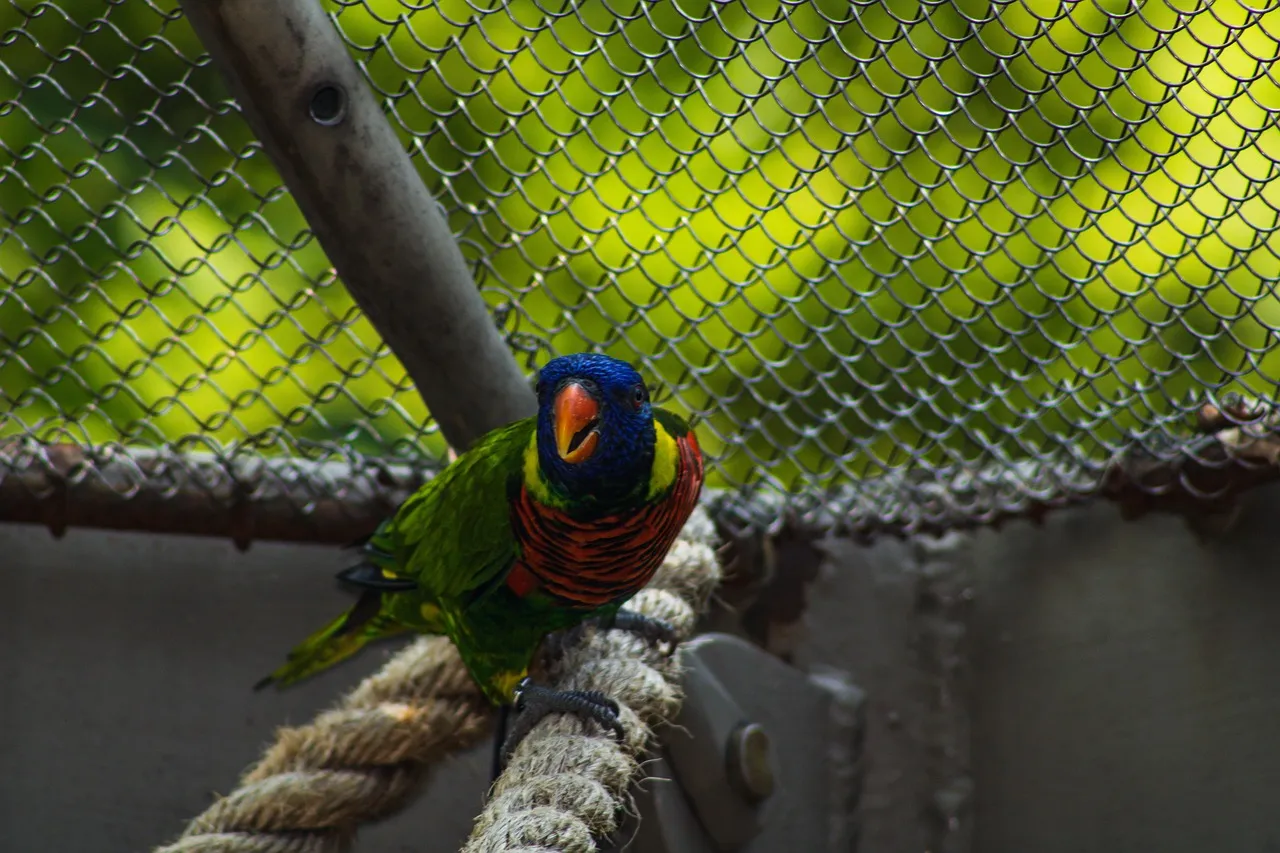Premium Beach Bag- Lorikeet by Matteo Grilli