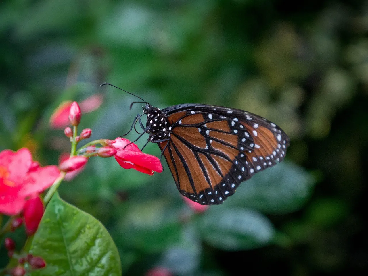 Pillow - Scarlet honey-eater and Monarch butterfly by Sandra Temple