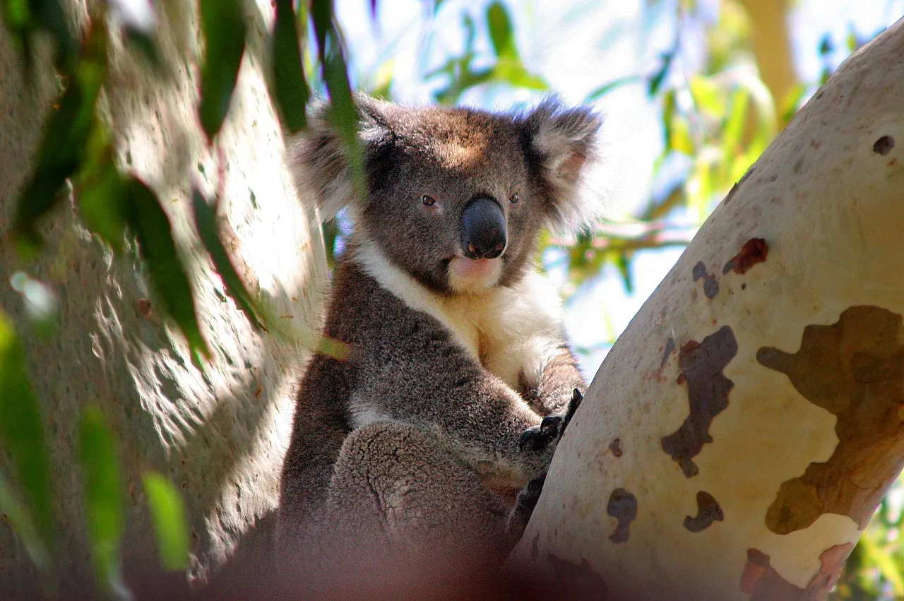 Beach Bag/Large Tote Bag - Koala by Lisa Sommer