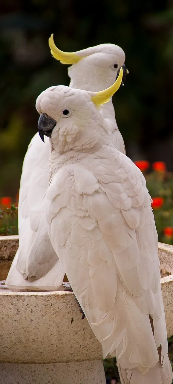 Pillow - Corellas by Peta Harvey