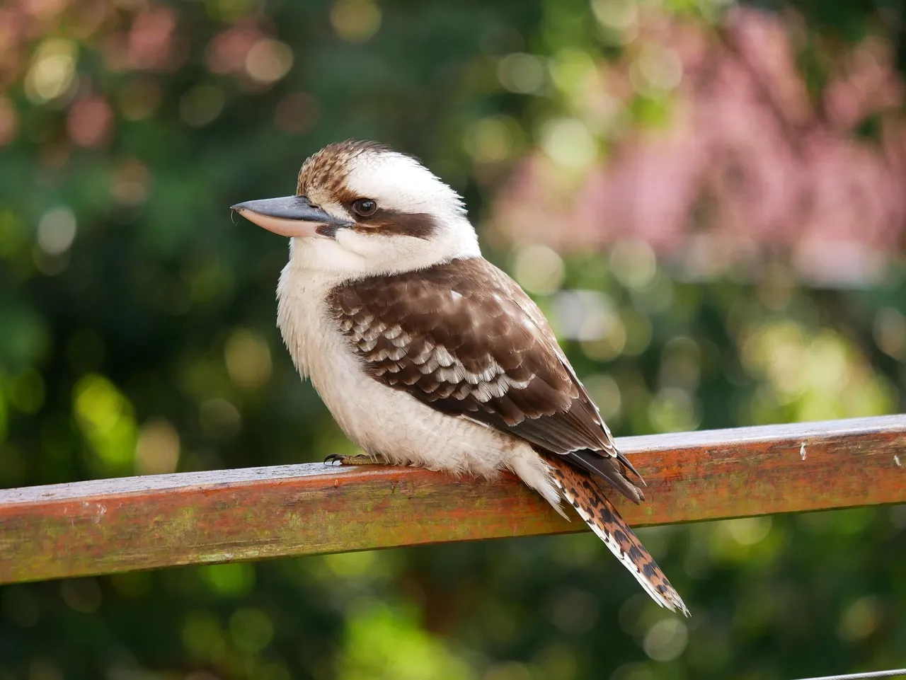 Beach Bag - Kookaburra by Claudine Dunn
