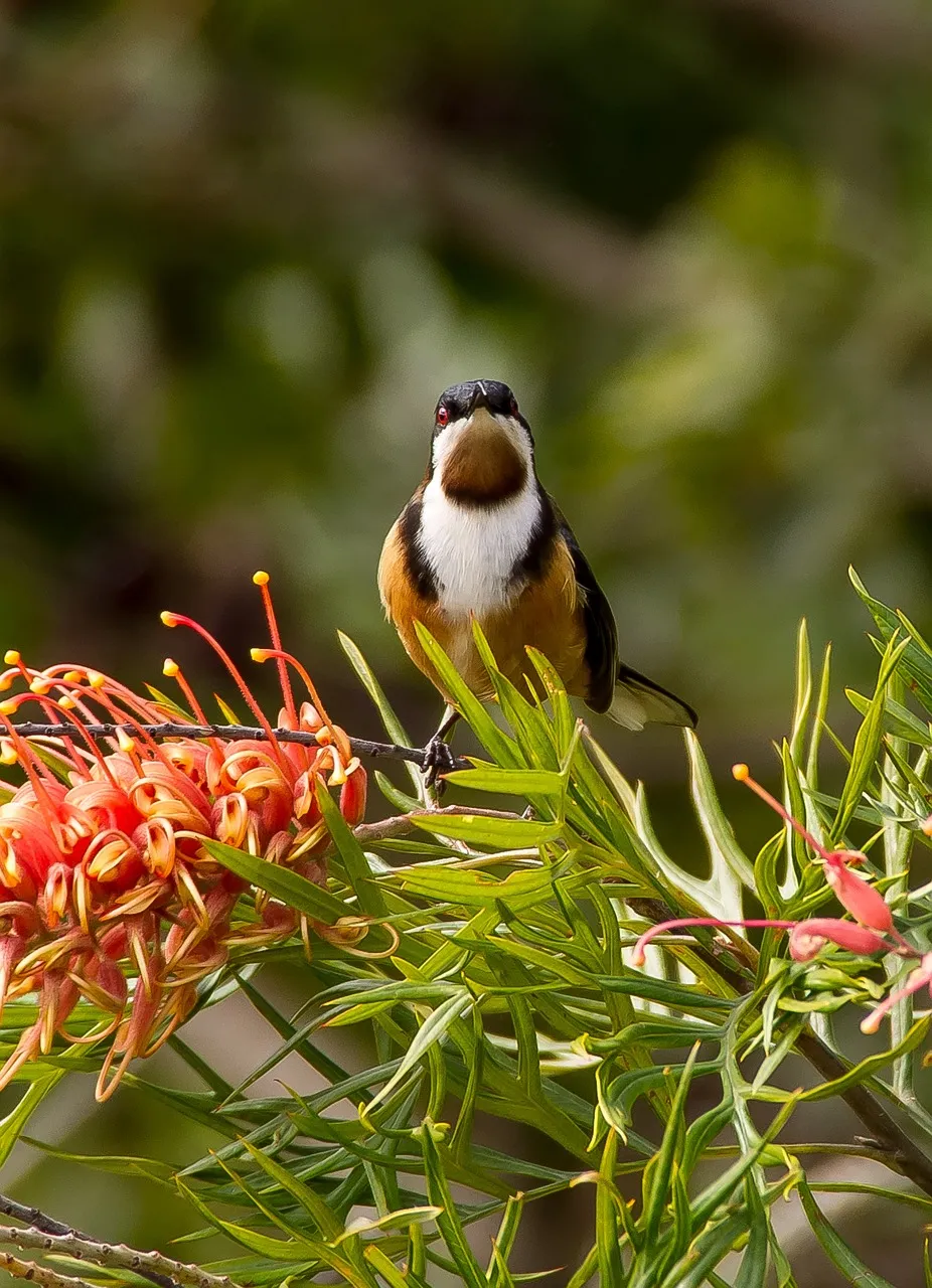 Pillow - Scarlet honey-eater and Monarch butterfly by Sandra Temple