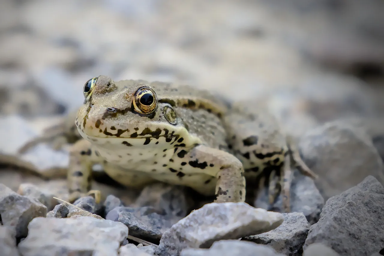 Pillow - Eastern Sedge Frog by Peta Harvey