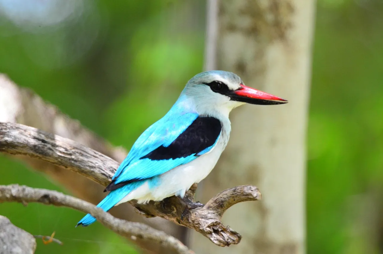 Beach Bag - Sacred Kingfisher by Peta Harvey