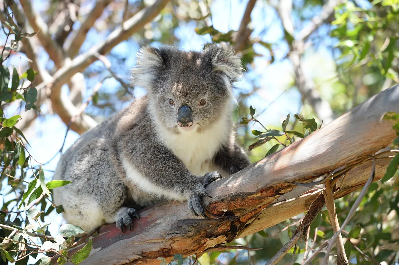 Beach Bag/Large Tote Bag - Koala by Lisa Sommer