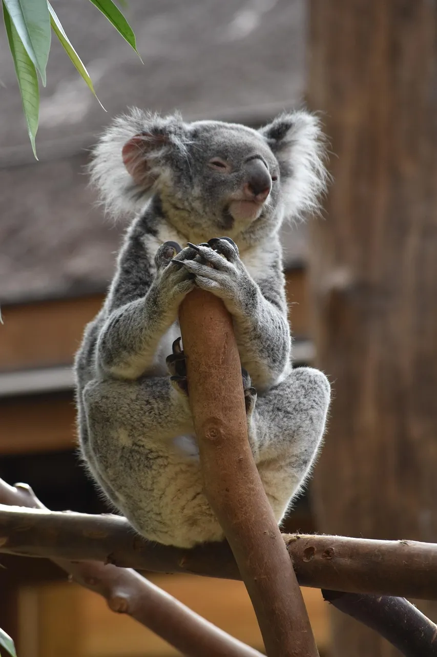 Beach Bag/Large Tote Bag - Koala by Lisa Sommer