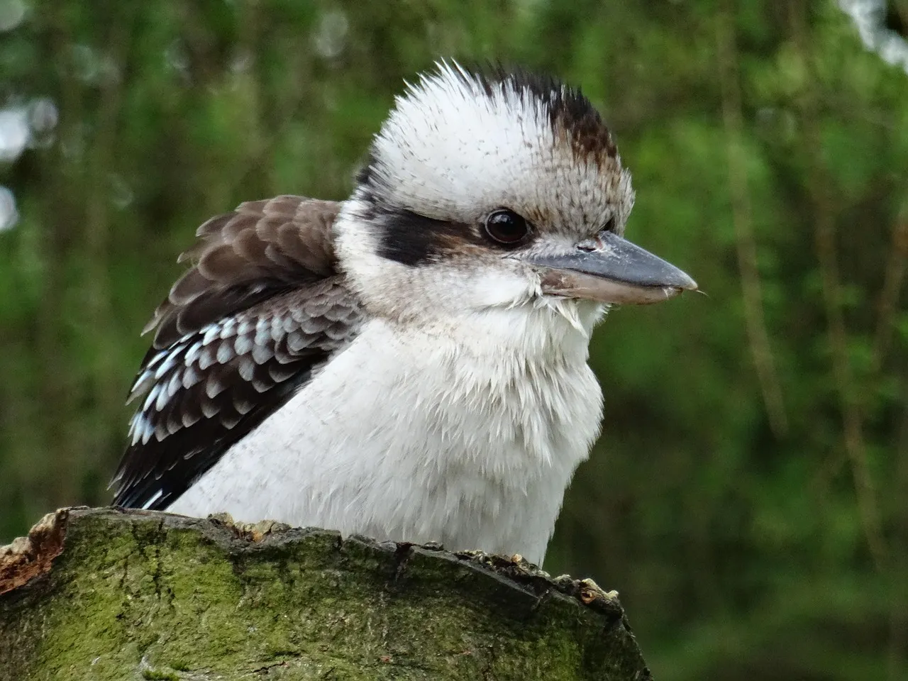 Beach Bag - Kookaburras by Robyn Cockburn