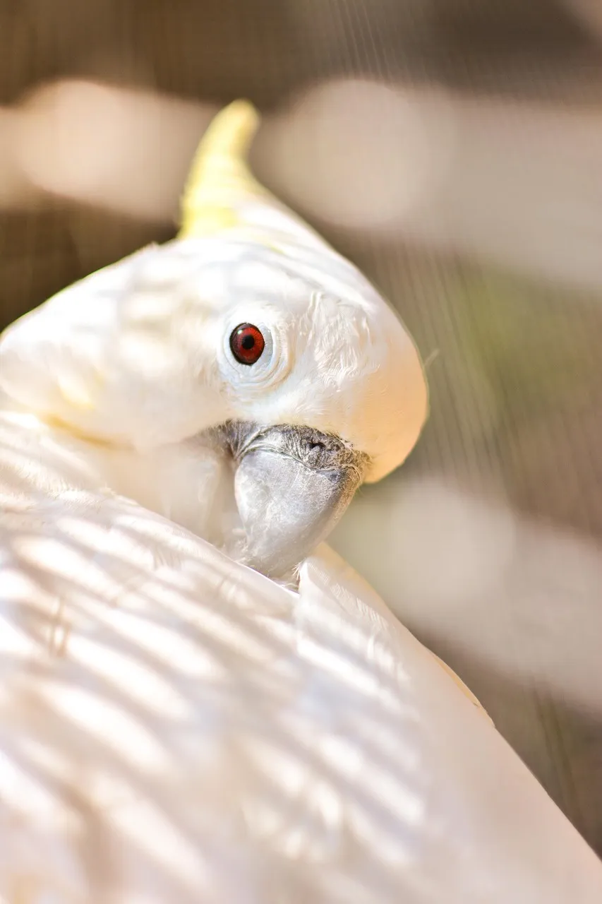 Premium Pillow - Cockatoo by Lisa Sommer