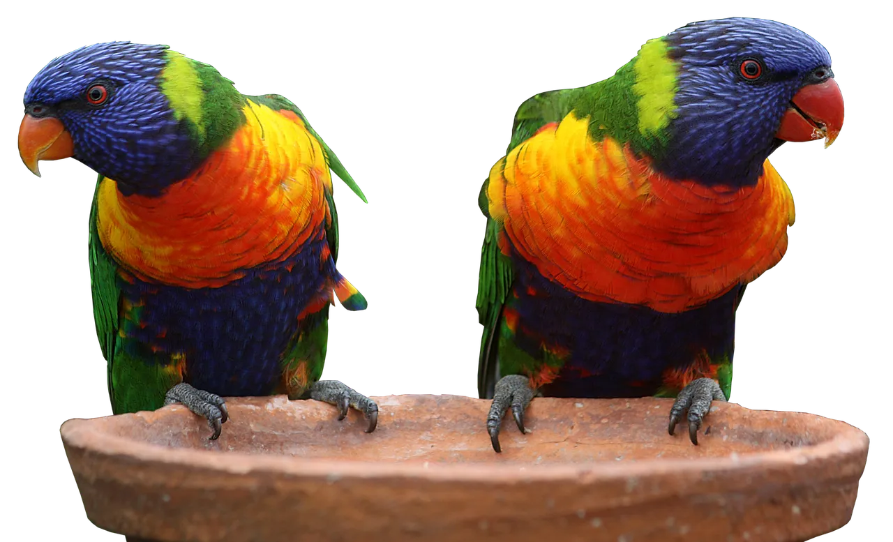 Beach Bag - Lorikeets by Gail Higgins
