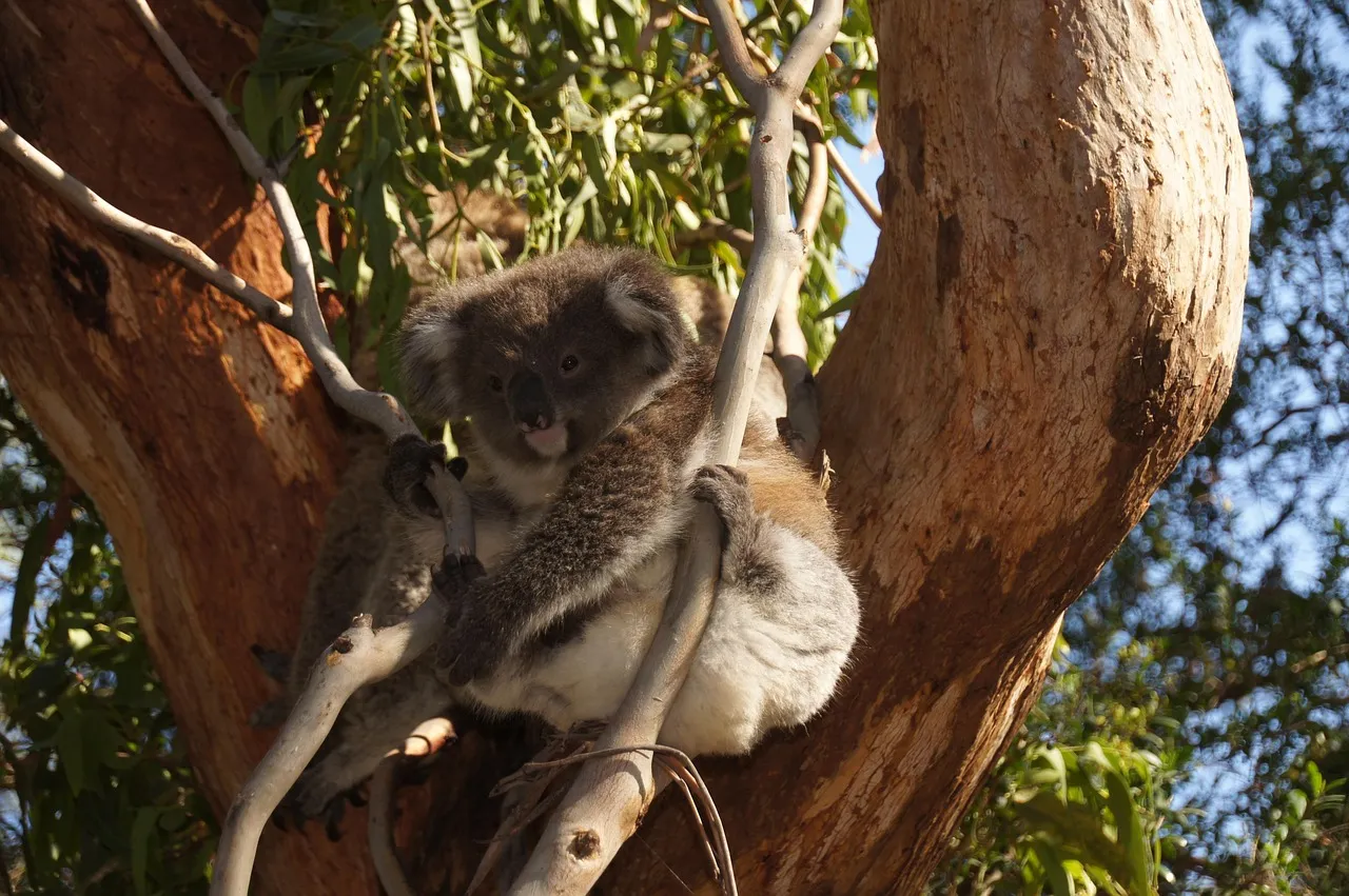 Beach Bag/Large Tote Bag - Koala by Lisa Sommer