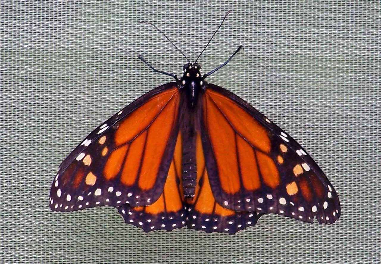 Pillow - Scarlet honey-eater and Monarch butterfly by Sandra Temple