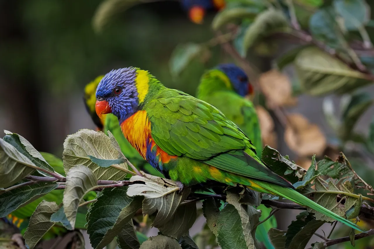Beach Bag- Lorikeet by Matteo Grilli