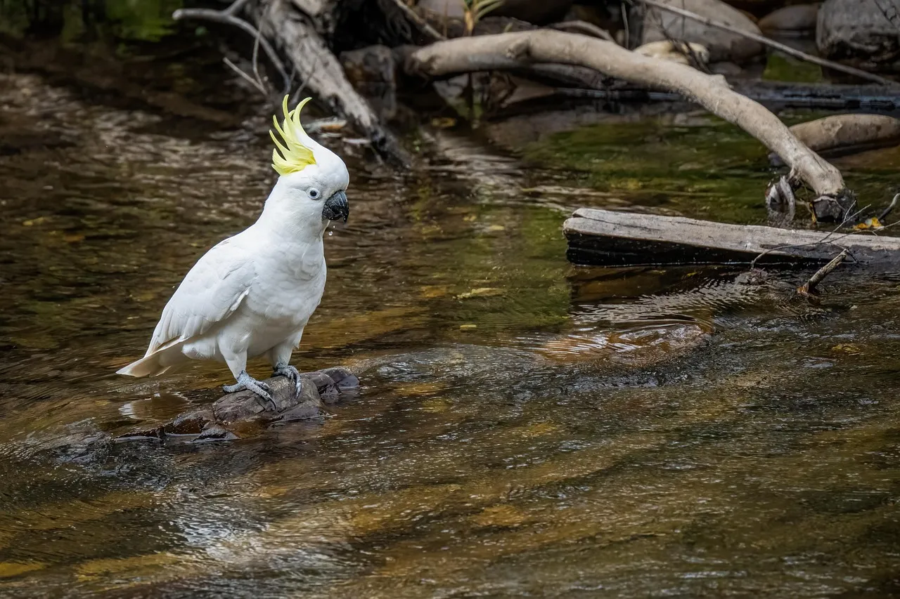 Pillow - Cockatoo by Sam Pennisi