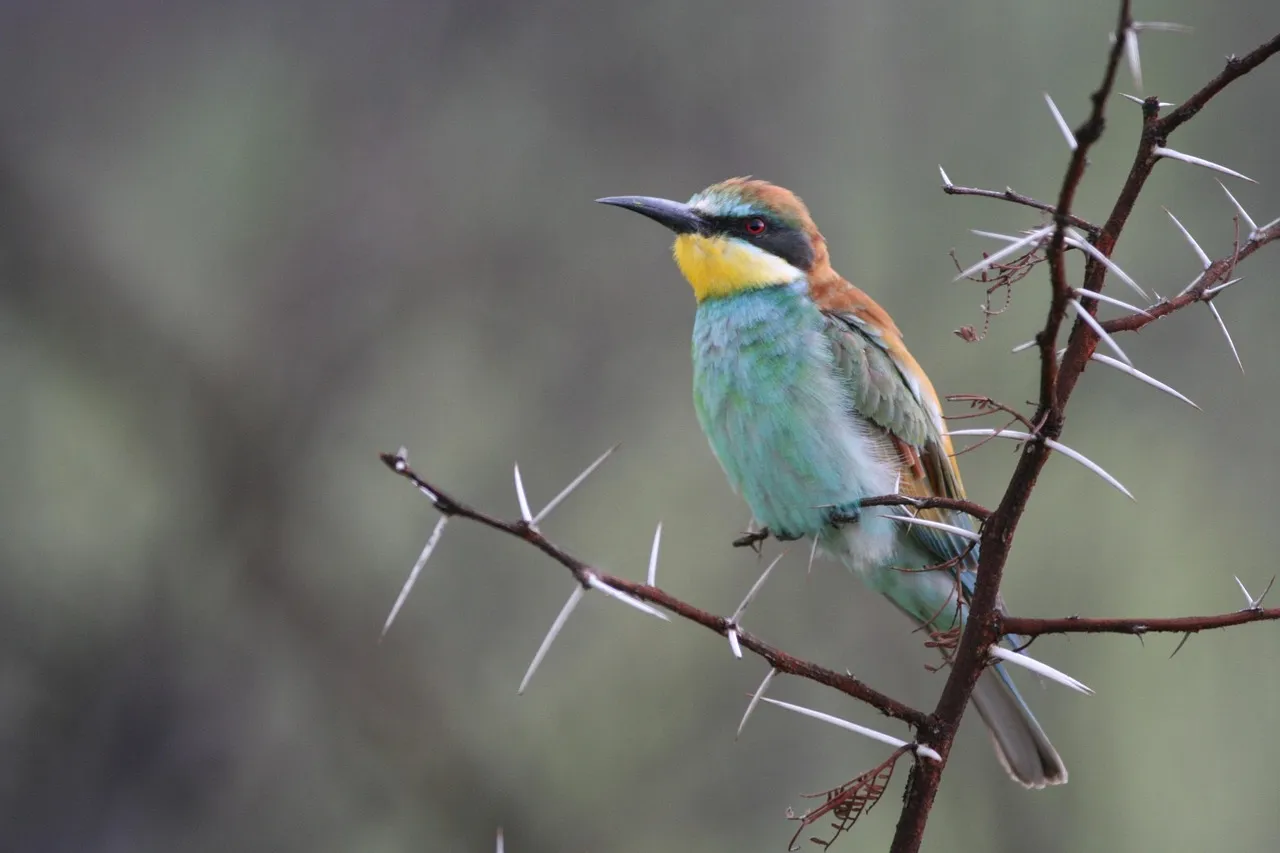 iPhone Case - Bee Eaters by Nadya Neklioudova