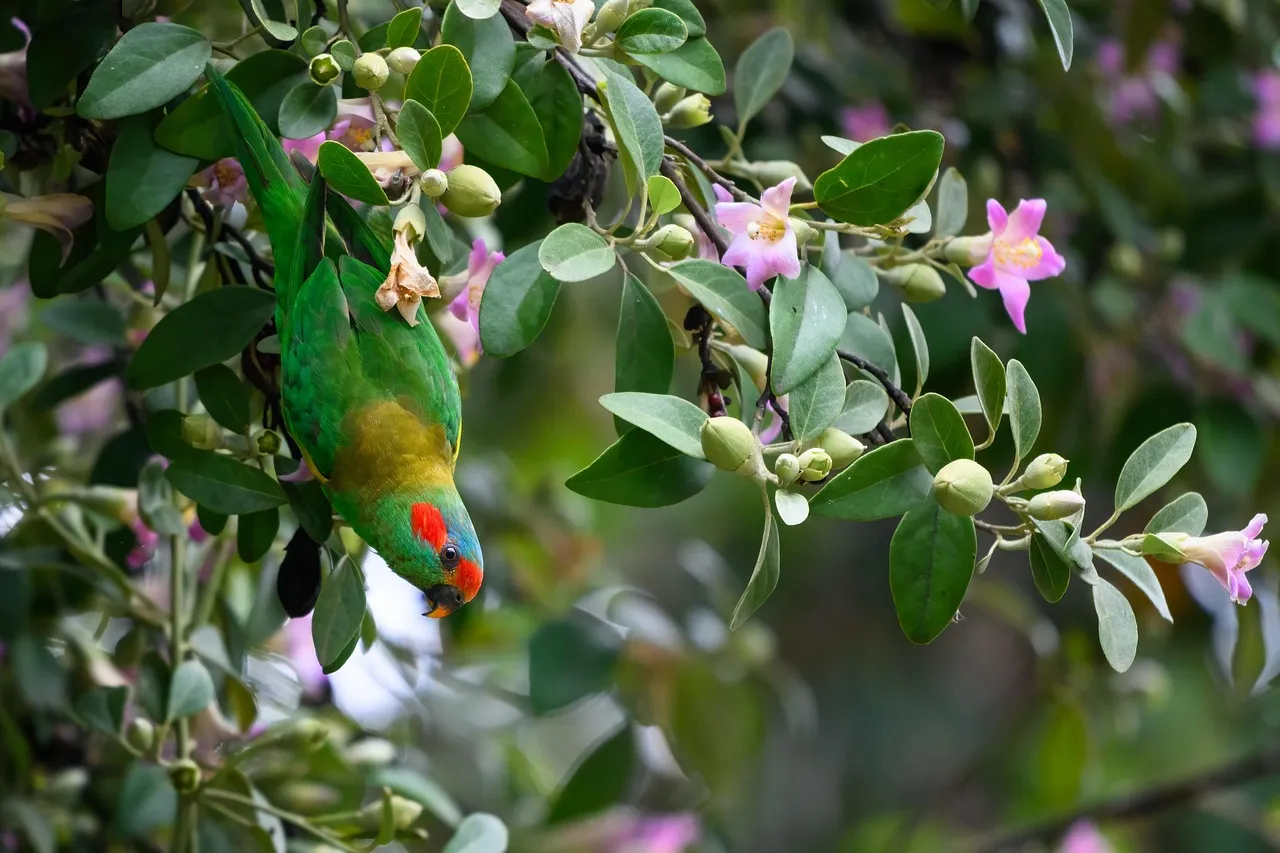 Beach Bag - Lorikeets by Gail Higgins