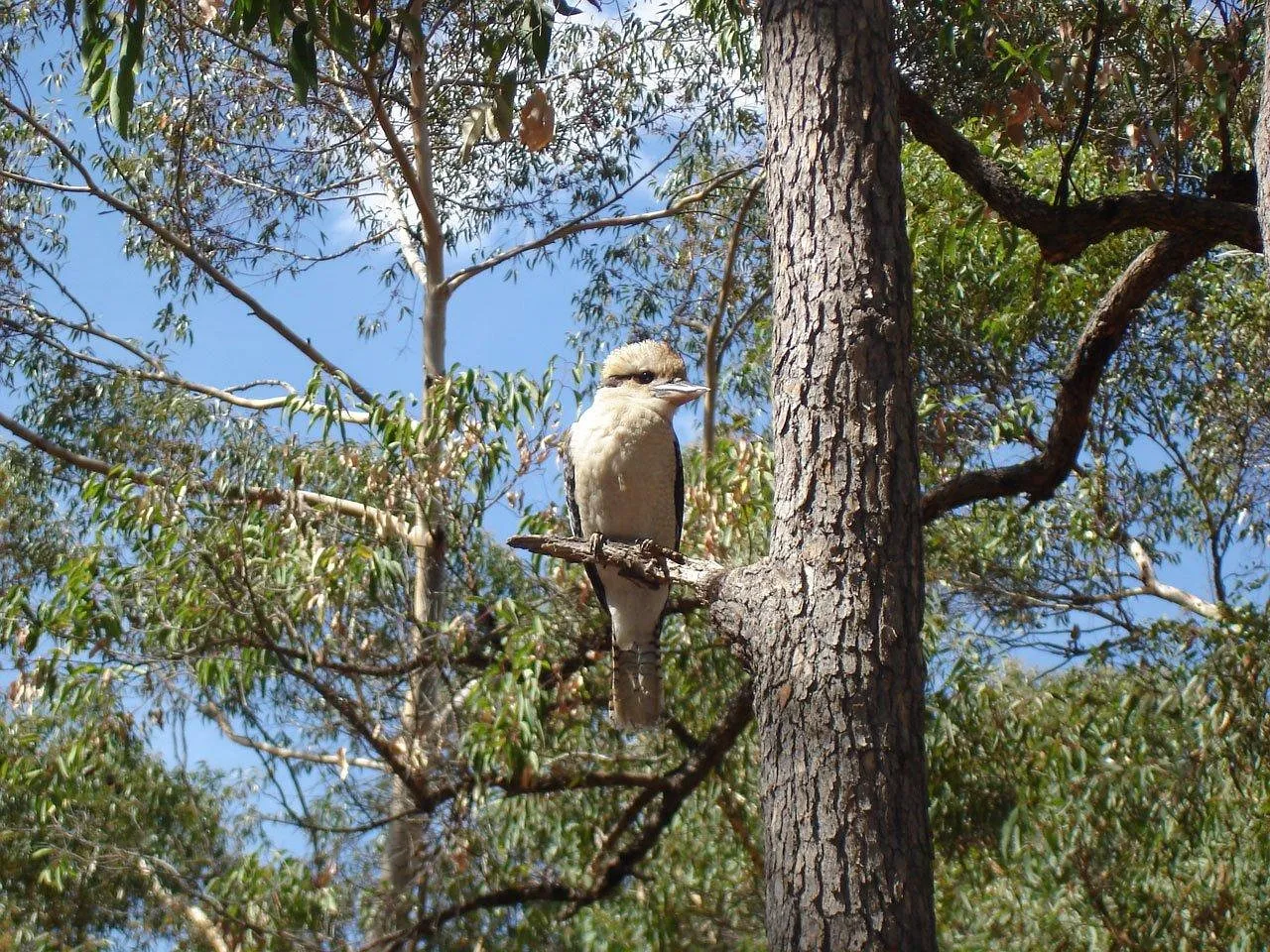 Beach Bag - Kookaburra by Claudine Dunn