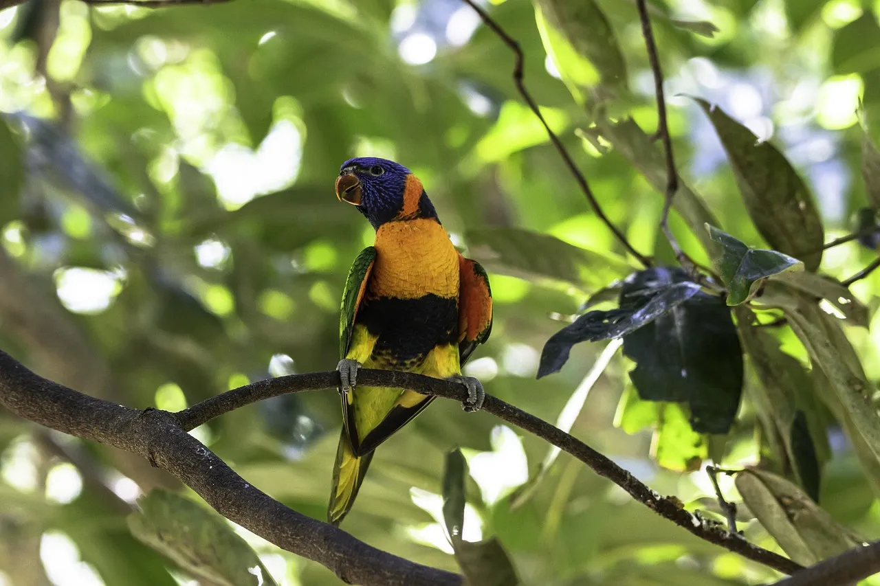 Beach Bag- Lorikeet by Matteo Grilli