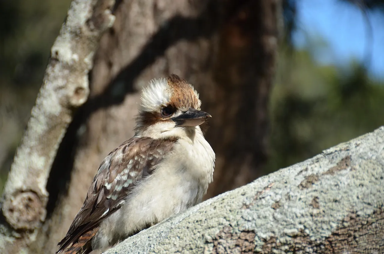 Beach Bag - Kookaburras by Robyn Cockburn