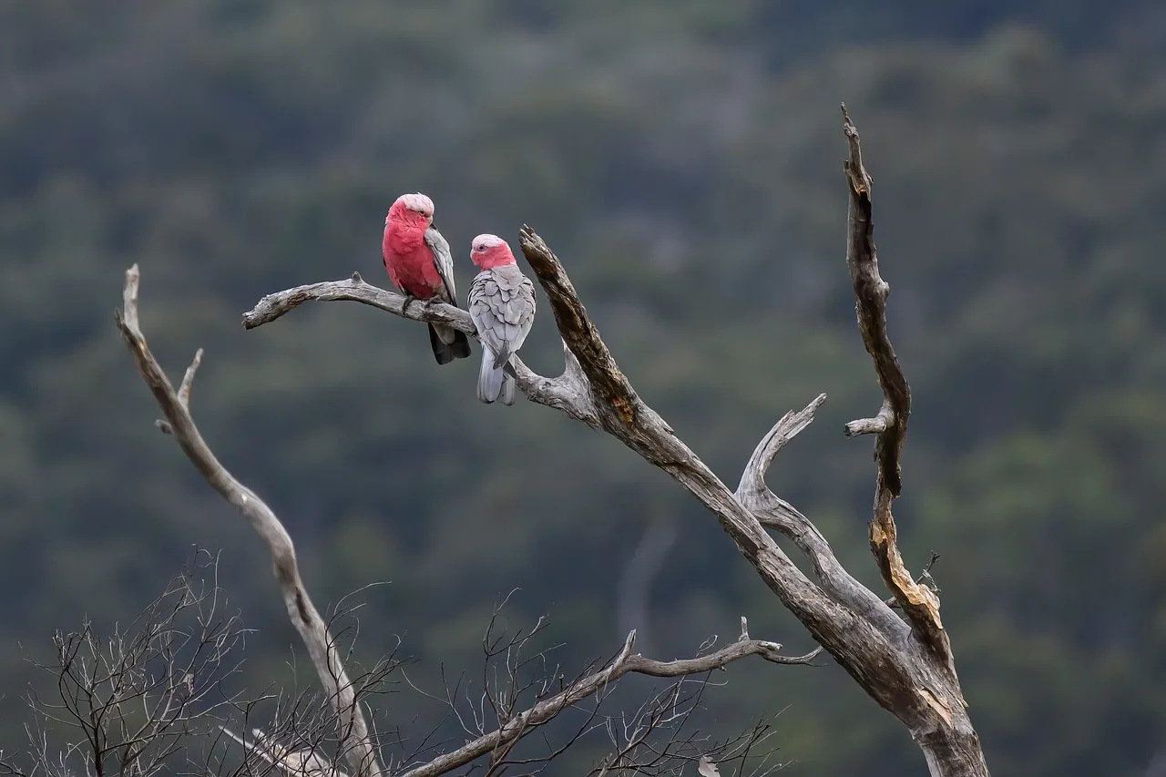Pillow - Galahs by Sandra Temple