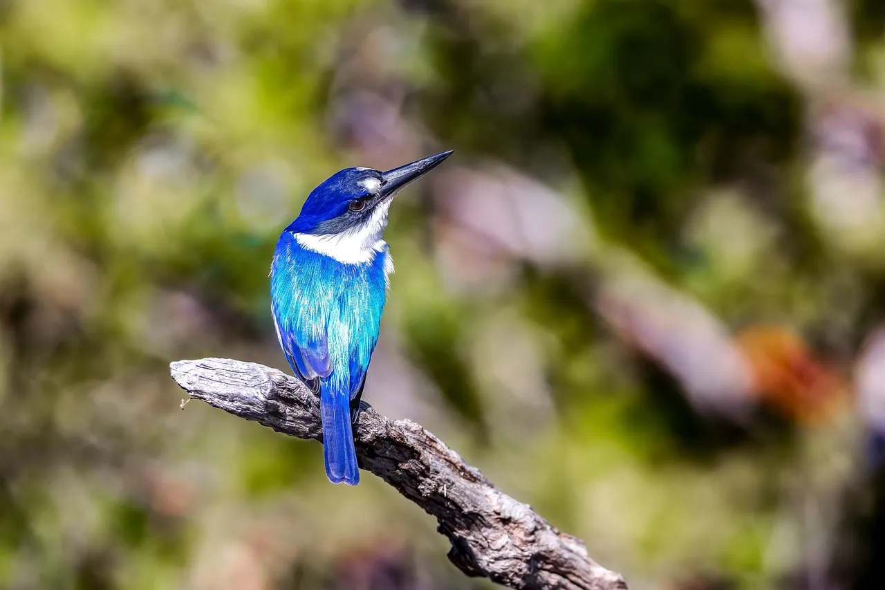 Beach Bag - Sacred Kingfisher by Peta Harvey
