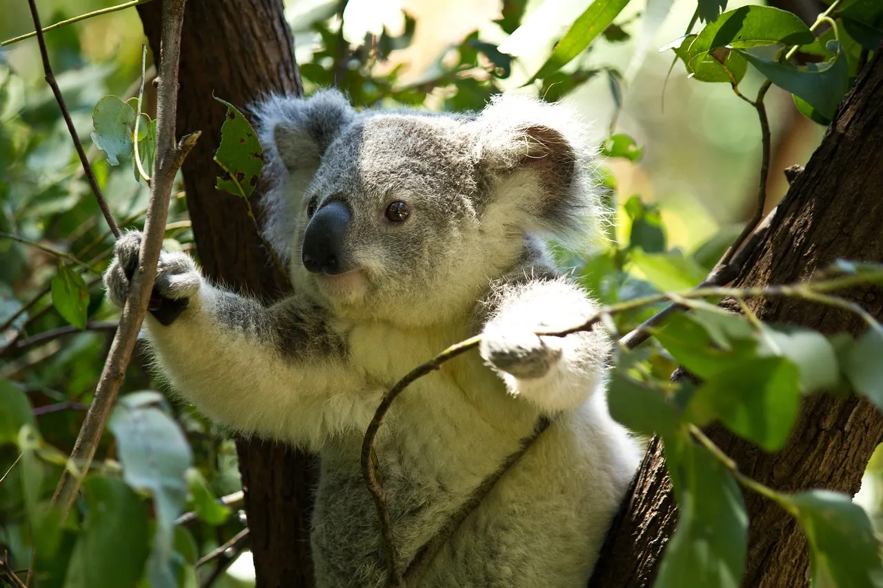 Beach Bag/Large Tote Bag - Koala by Lisa Sommer