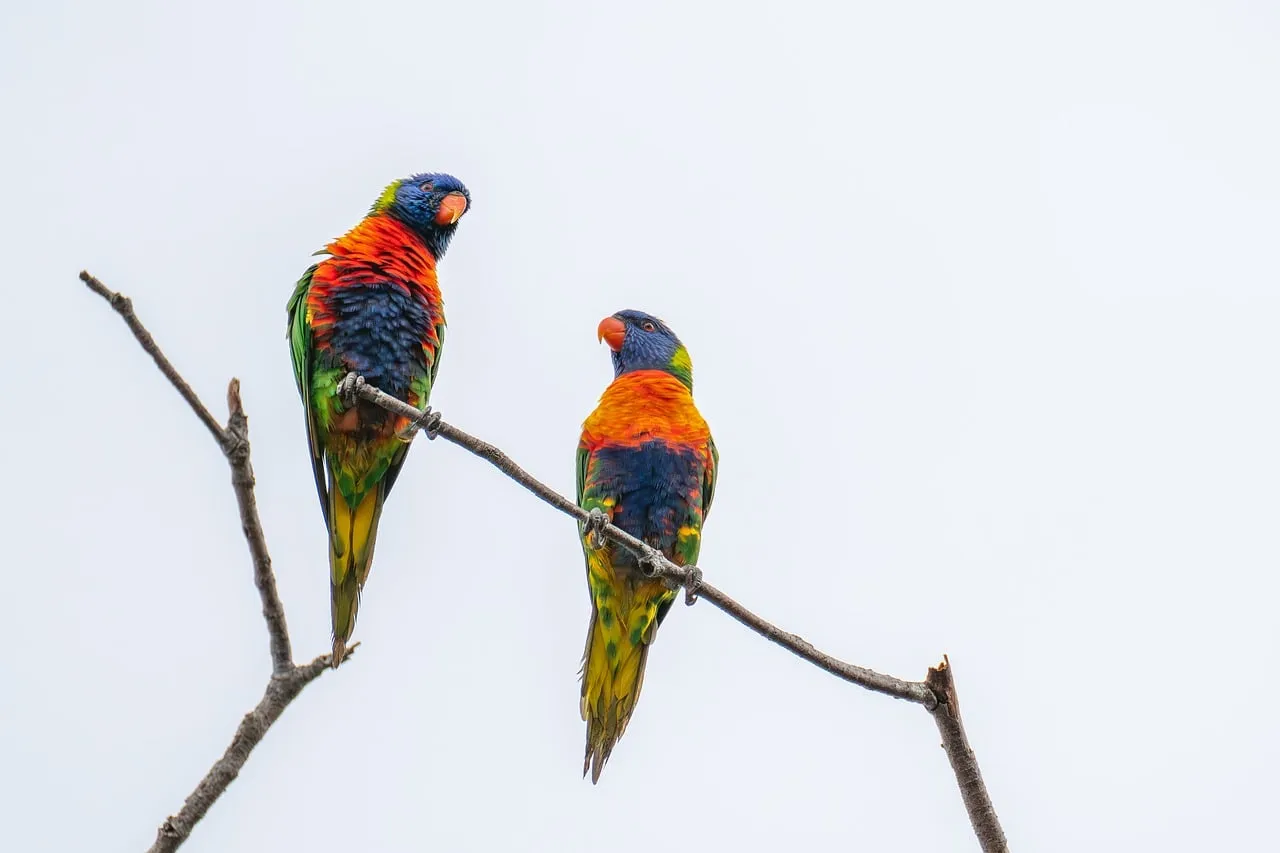 Beach Bag - Lorikeets by Gail Higgins