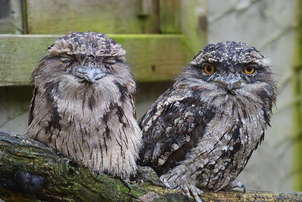 Beach Bag - Tawny Frogmouth by Peta Harvey