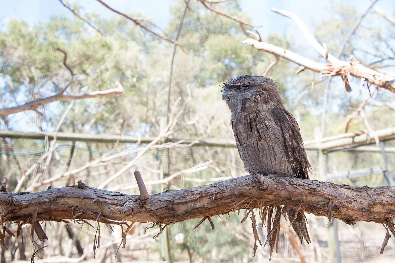Beach Bag - Tawny Frogmouth by Peta Harvey