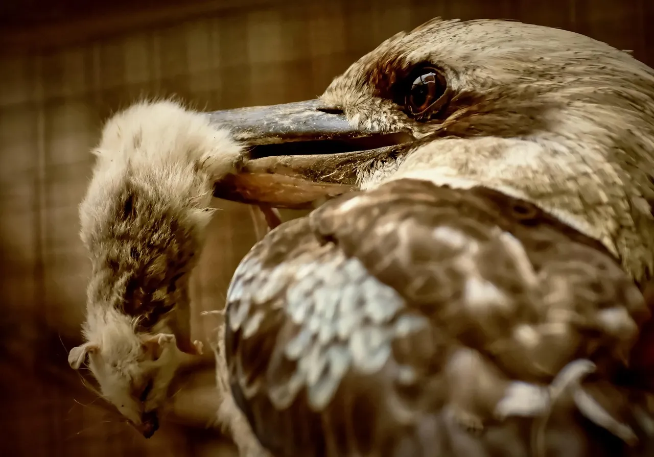 Beach Bag - Kookaburras by Robyn Cockburn