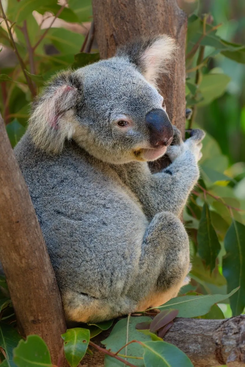 Beach Bag/Large Tote Bag - Koala by Lisa Sommer