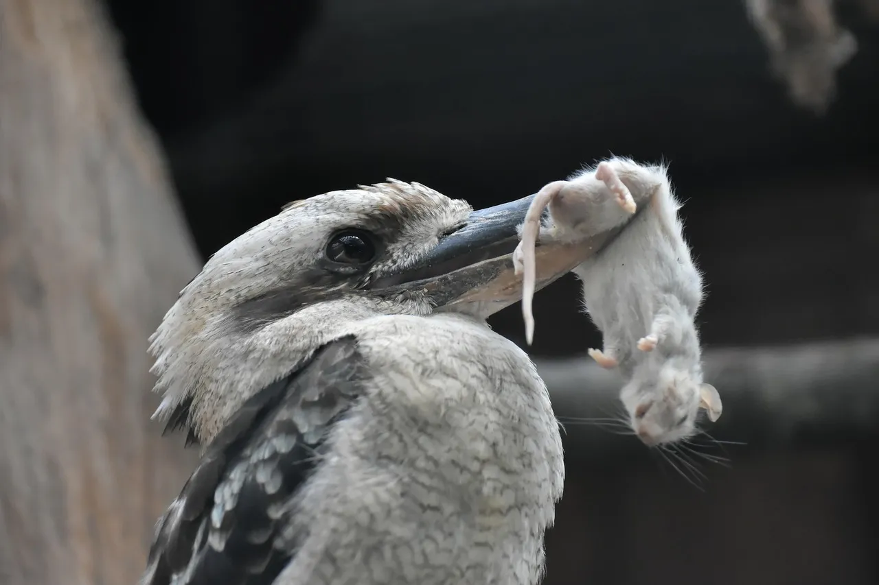 Beach Bag - Kookaburra by Claudine Dunn