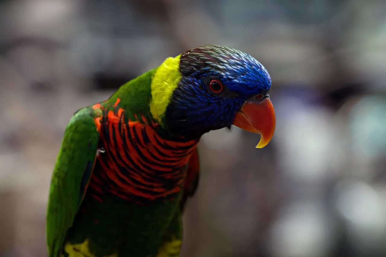 Beach Bag - Lorikeets by Gail Higgins