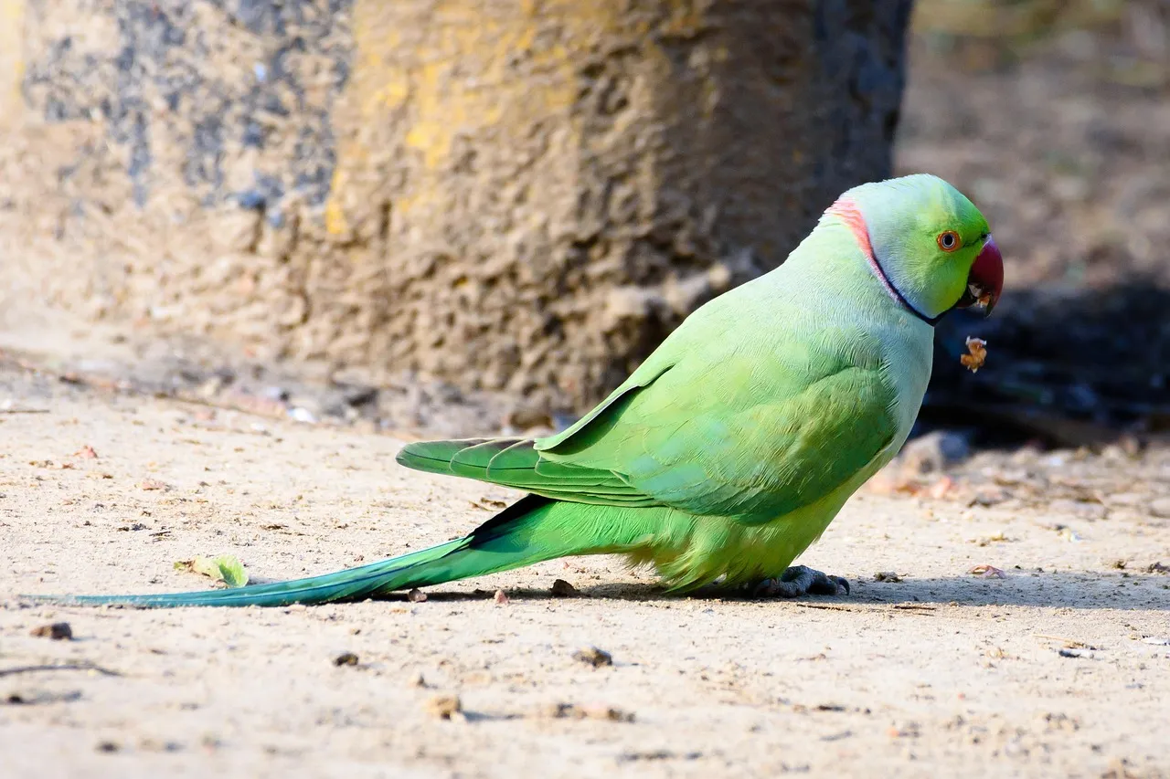 Beach Bag- Lorikeet by Matteo Grilli