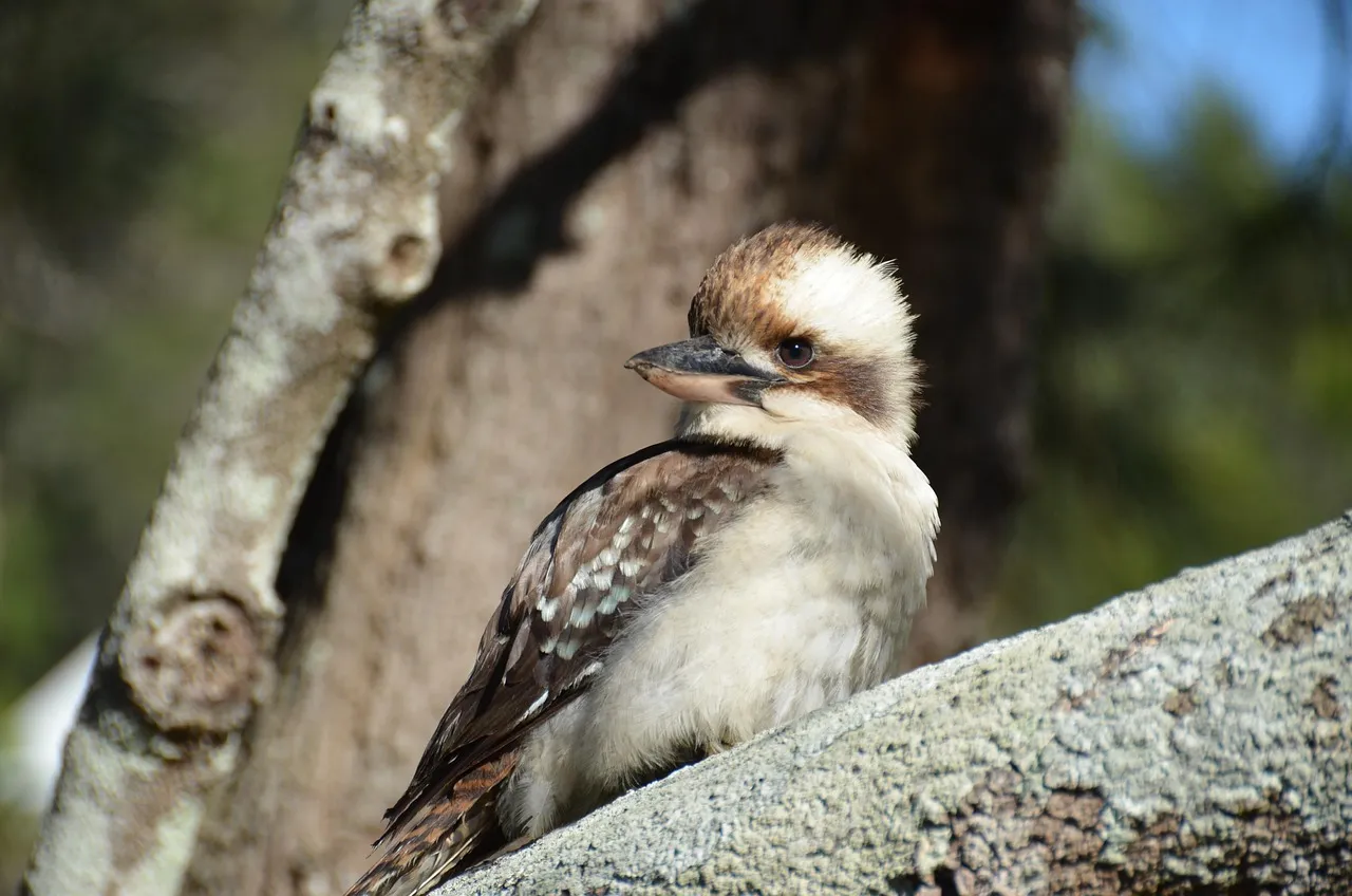 Beach Bag - Kookaburras by Robyn Cockburn