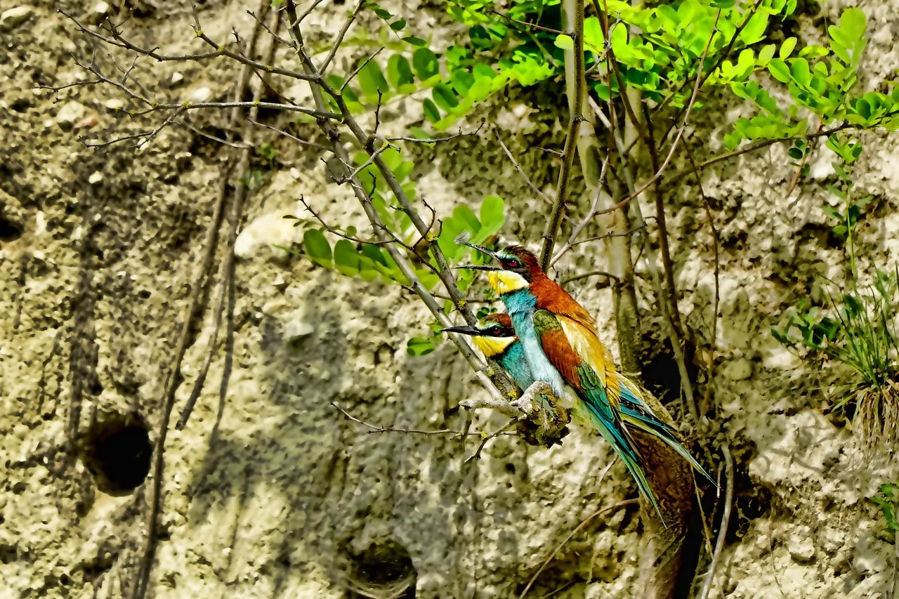 iPhone Case - Bee Eaters by Nadya Neklioudova