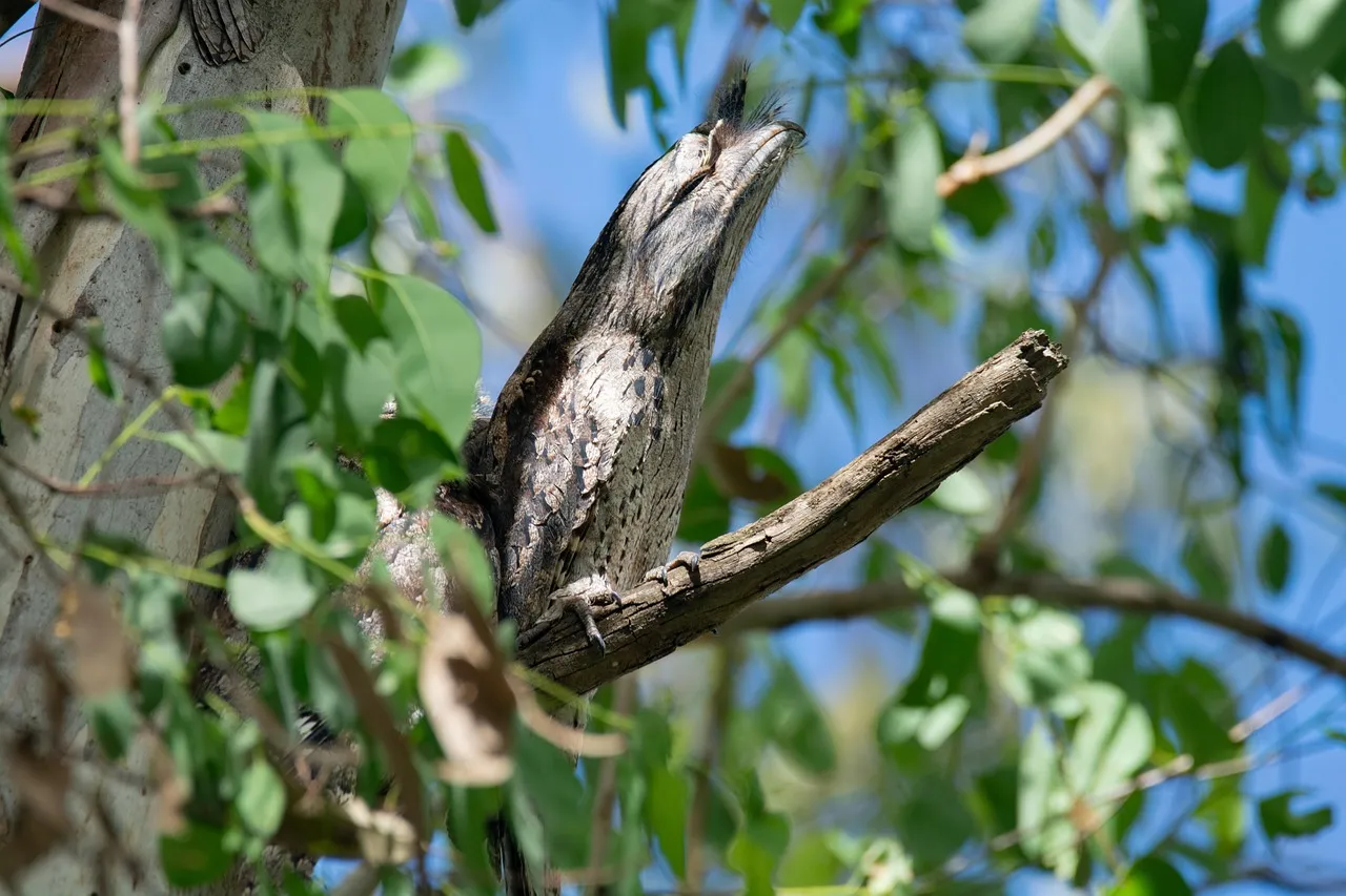 Beach Bag - Tawny Frogmouth by Peta Harvey