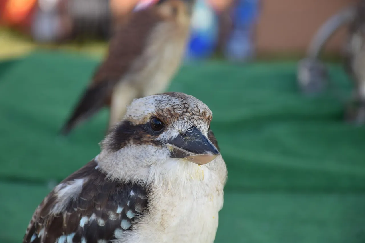 Beach Bag - Kookaburras by Robyn Cockburn