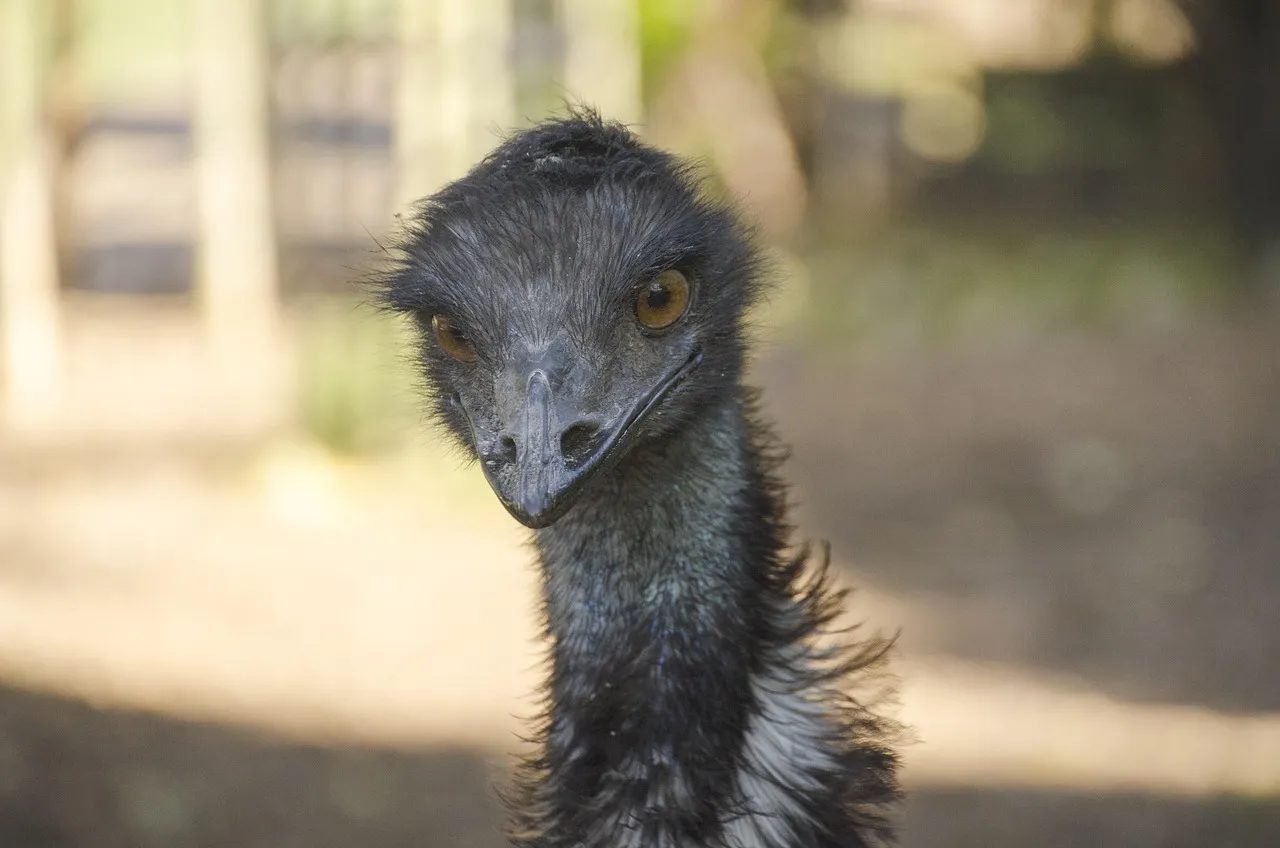 Pillow - Emu by Gail Higgins