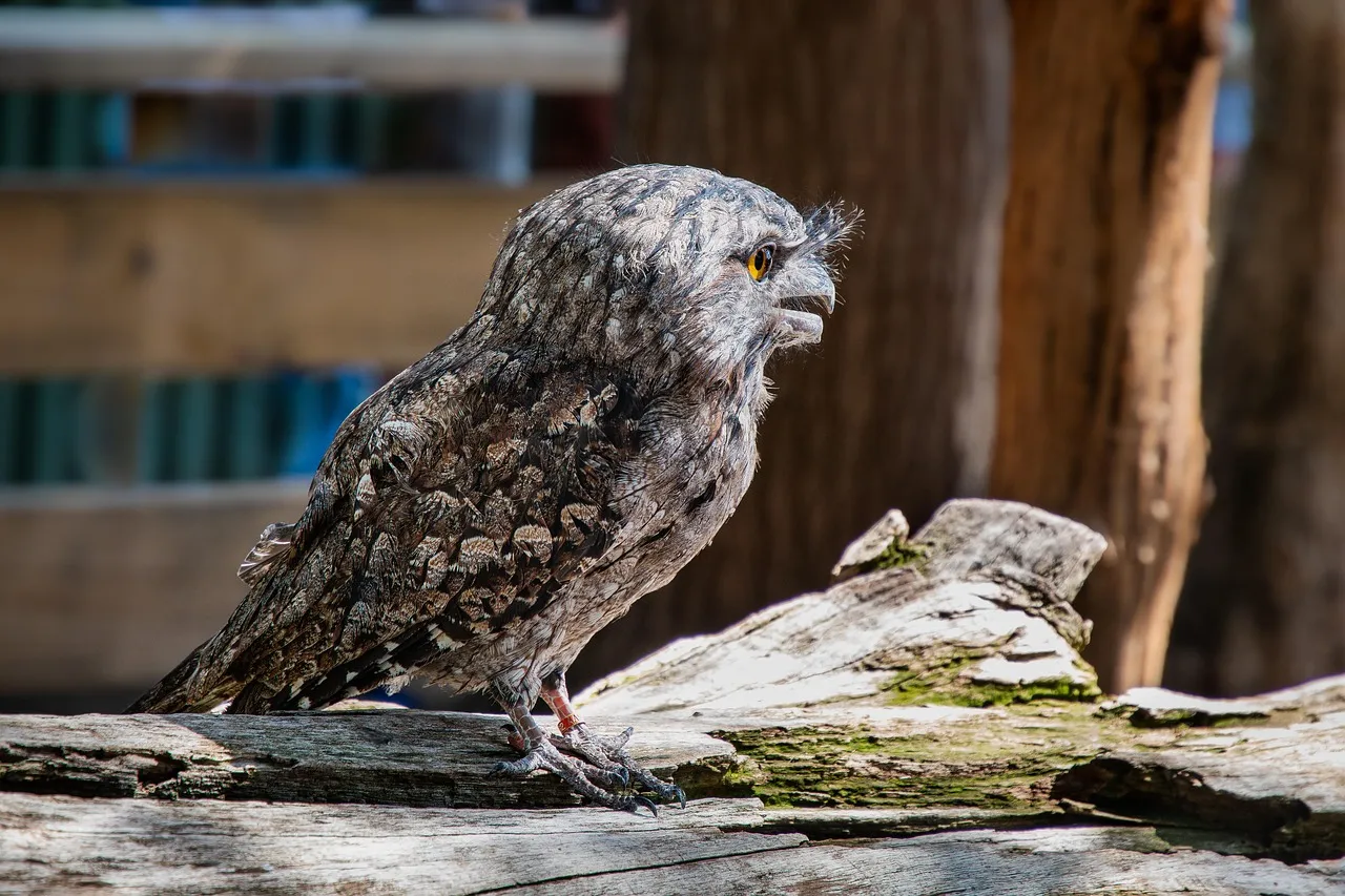 Beach Bag - Tawny Frogmouth by Peta Harvey