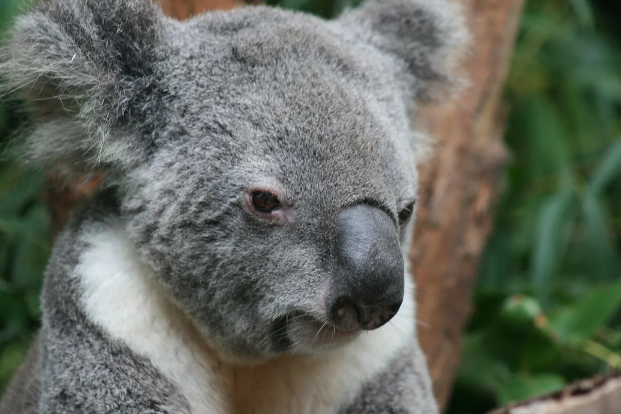 Beach Bag/Large Tote Bag - Koala feeding by Robyn Cockburn