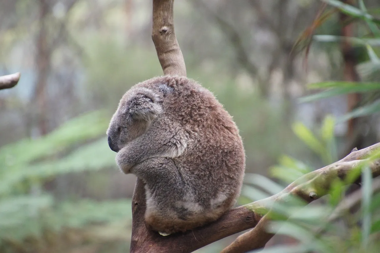 Beach Bag/Large Tote Bag - Koala by Lisa Sommer