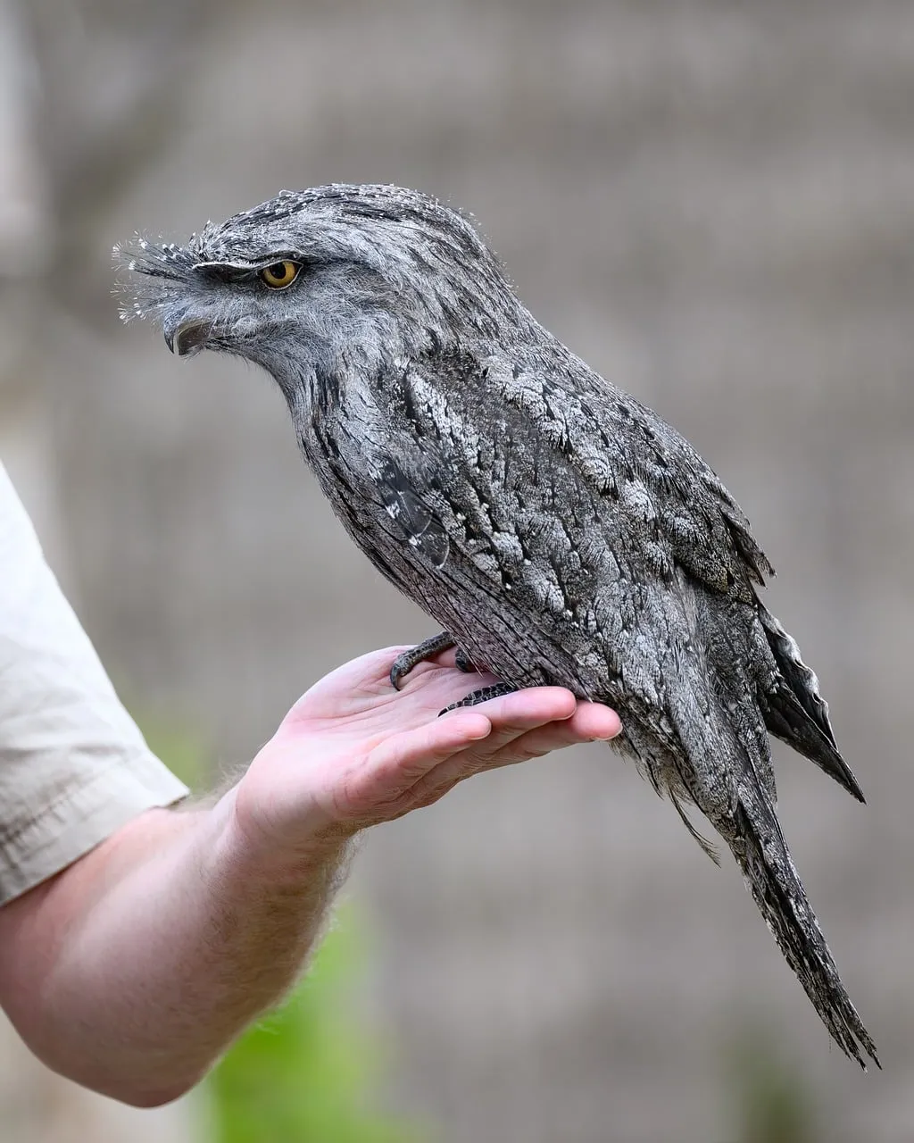 Beach Bag - Tawny Frogmouth by Peta Harvey