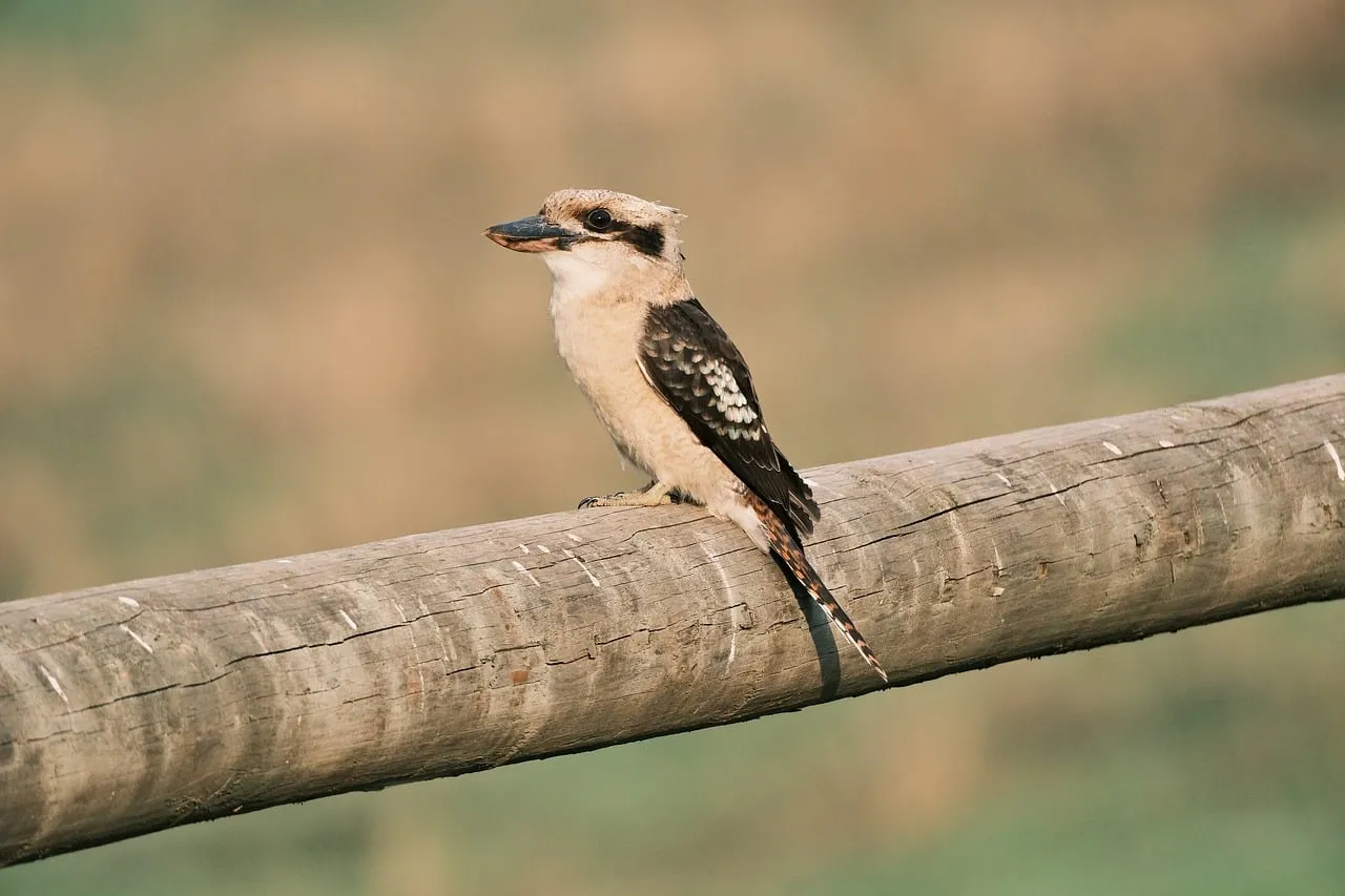 Beach Bag - Kookaburras by Robyn Cockburn