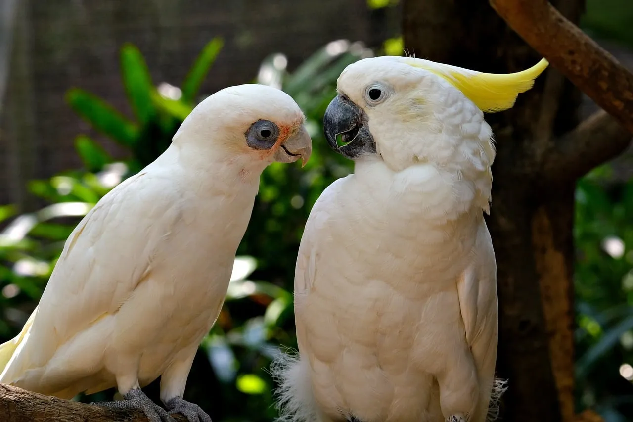 Beach Bag - Gang gang cockatoos by Robyn Cockburn