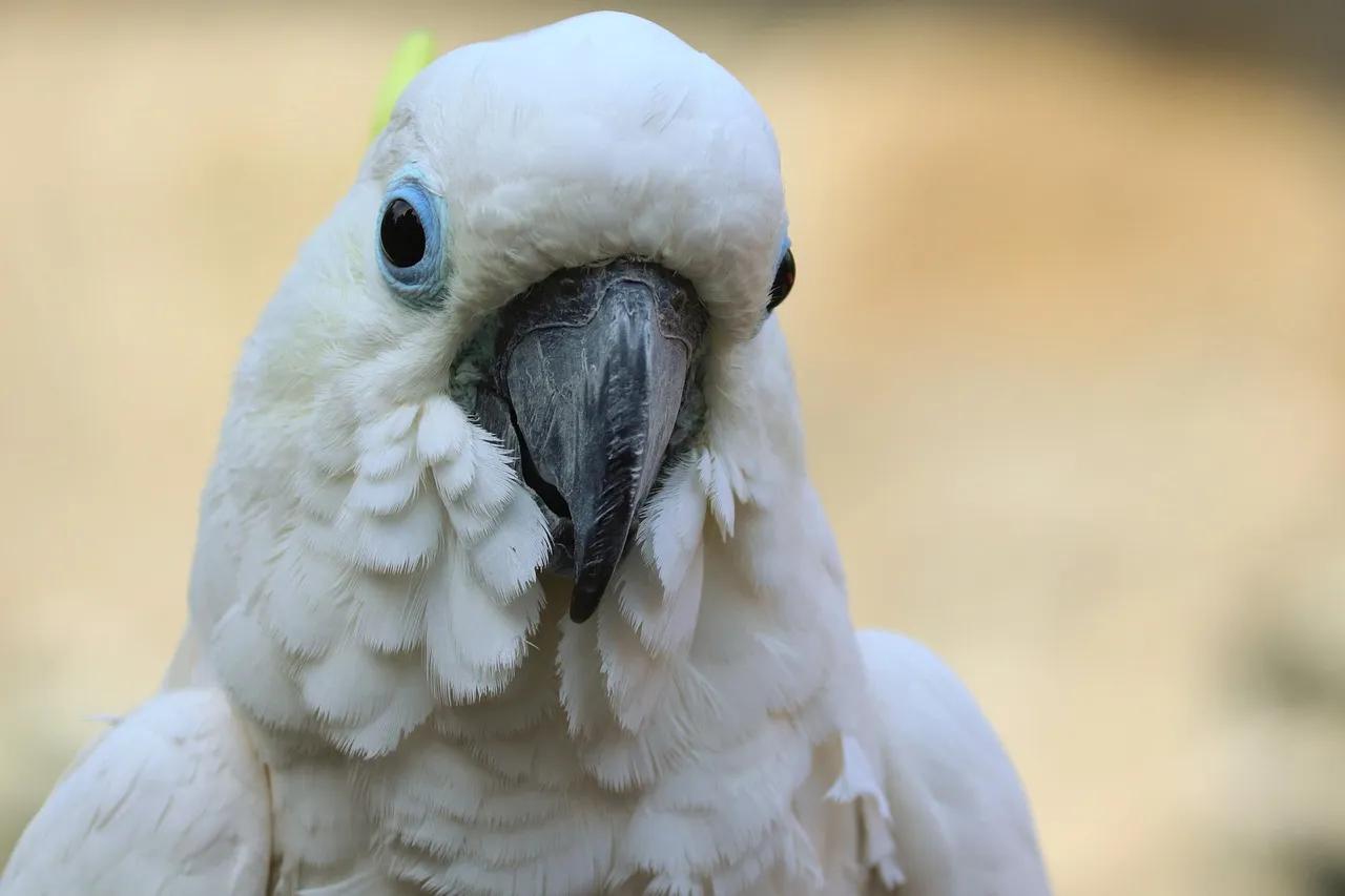 Beach Bag - Cockatoo by Sam Pennisi