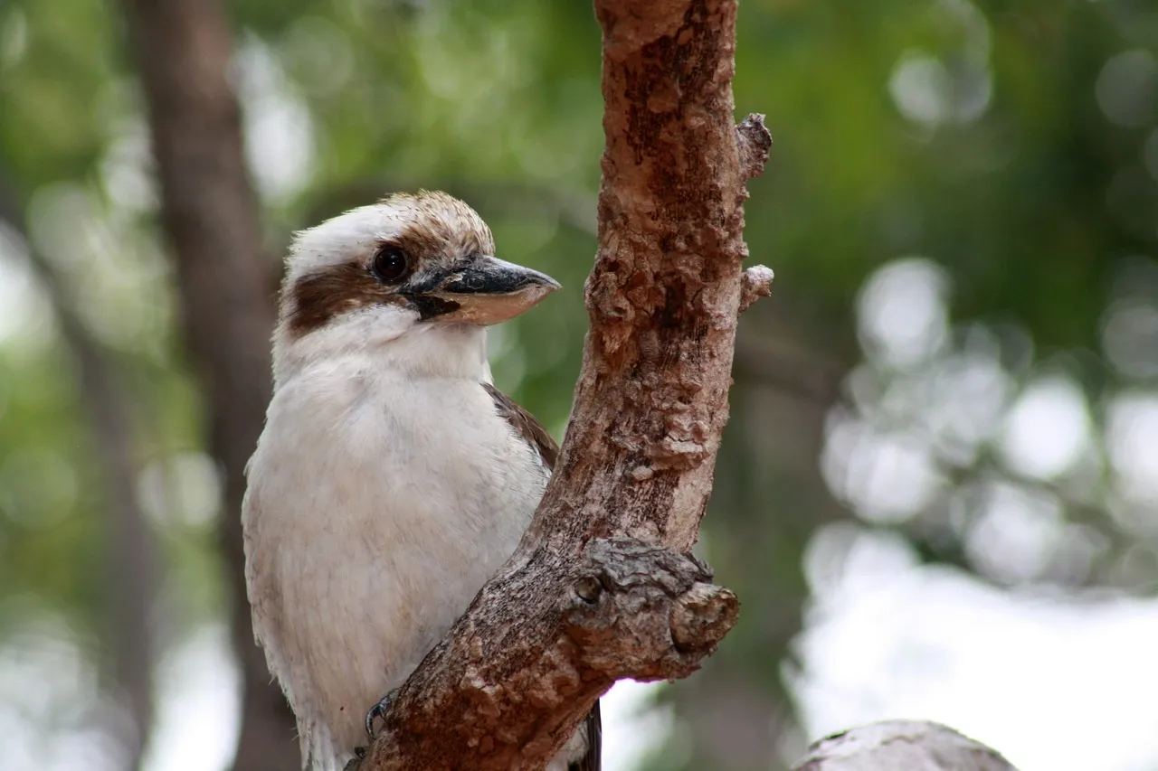 Beach Bag - Kookaburras by Robyn Cockburn